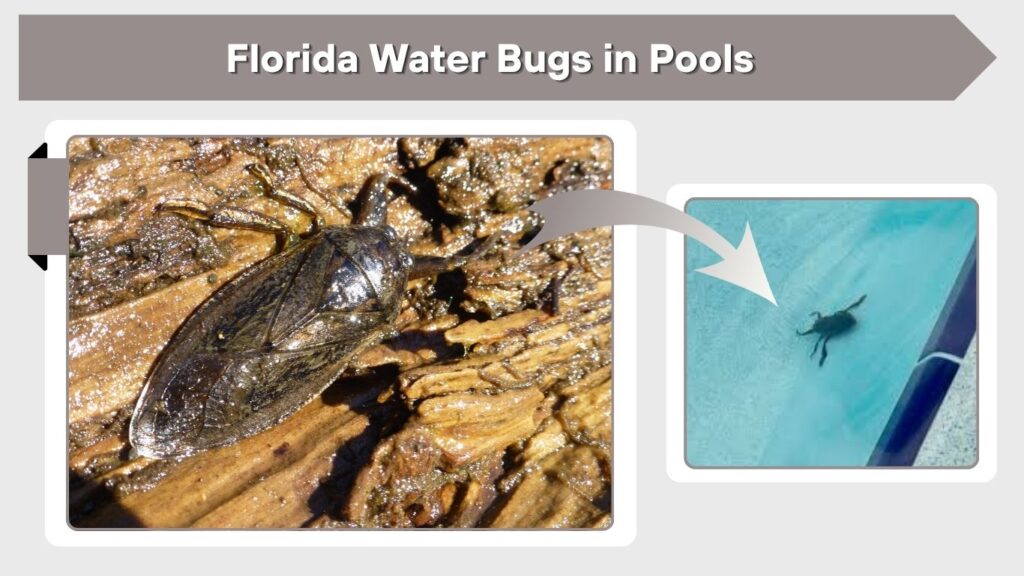 Florida Water Bugs in Pools