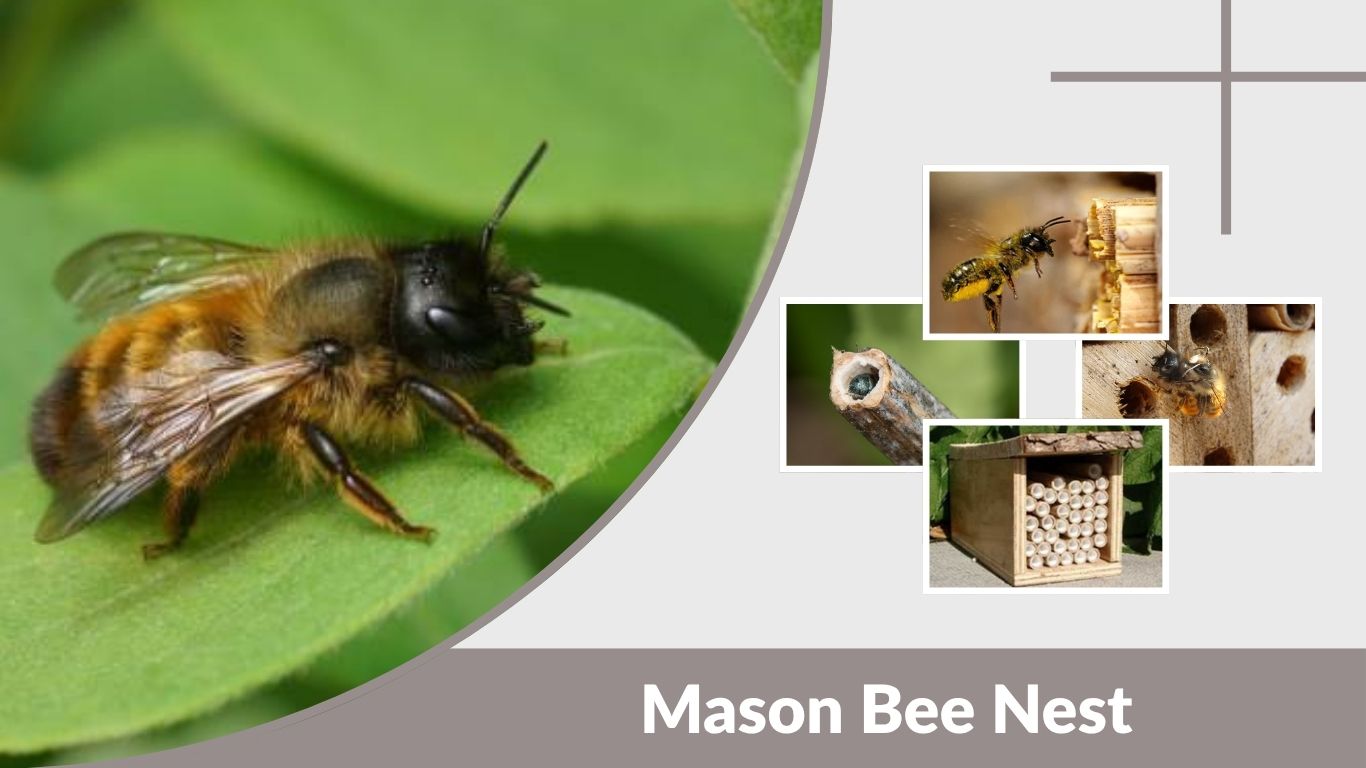 Mason Bee Nest: Tubes, Boxes and DIY Plans