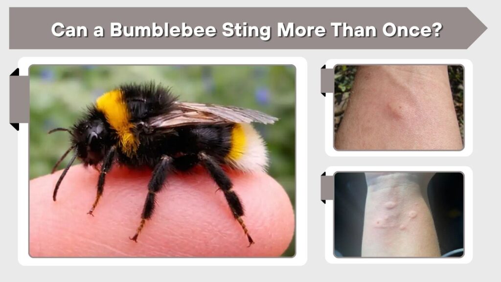 Can a Bumblebee Sting More Than Once?