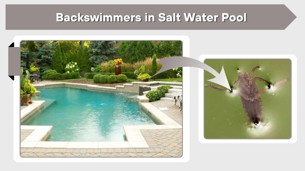 Backswimmers in Salt Water Pool