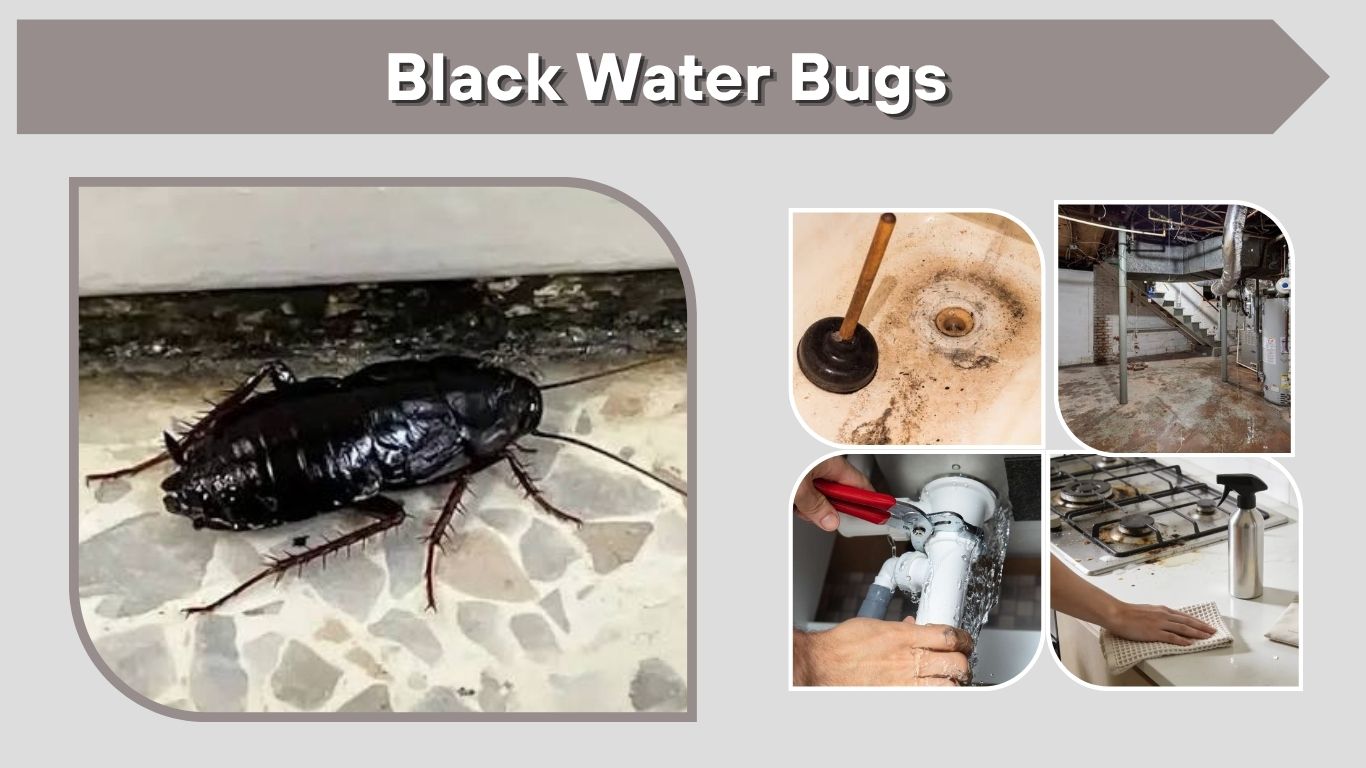 Black Water Bugs: What They Are and How to Get Rid of Them