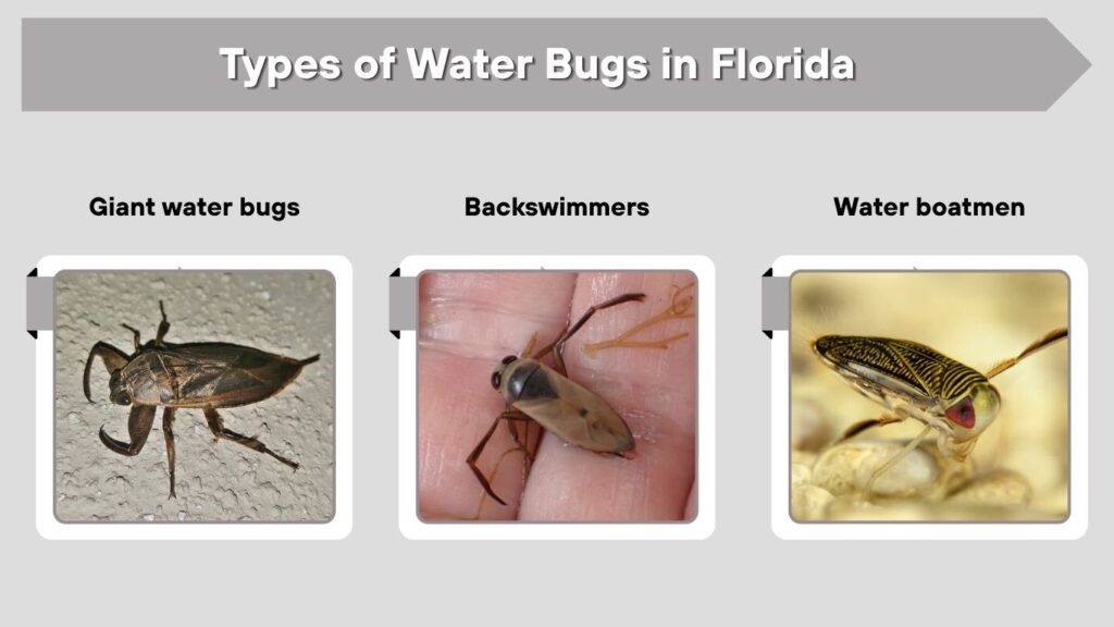 Types of Water Bugs in Florida