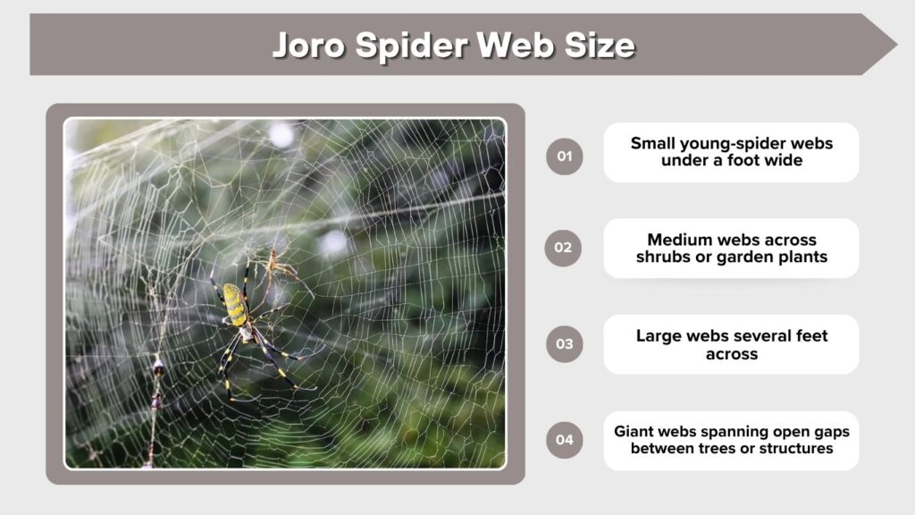Joro Spider Web Size