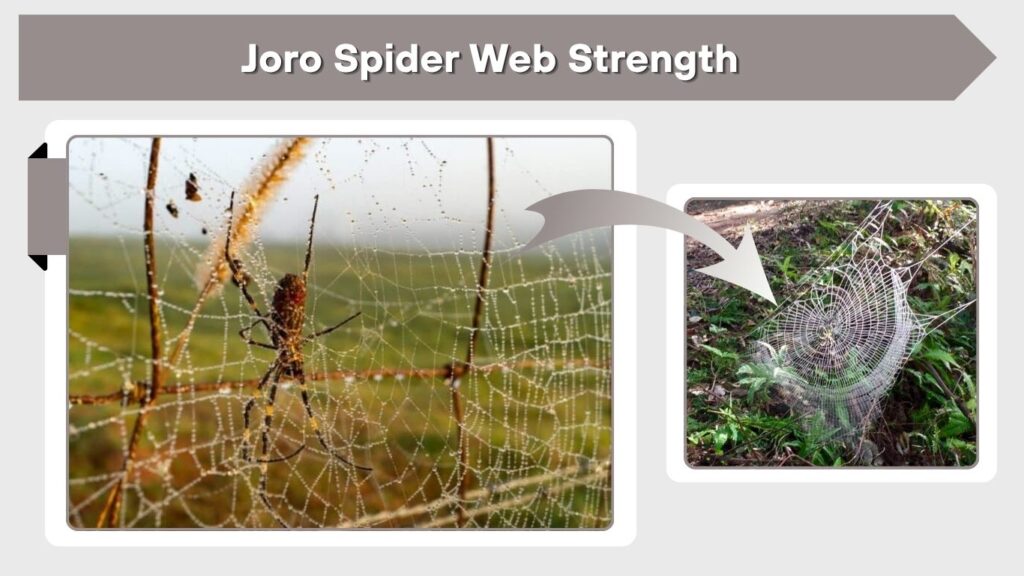Joro Spider Web Strength