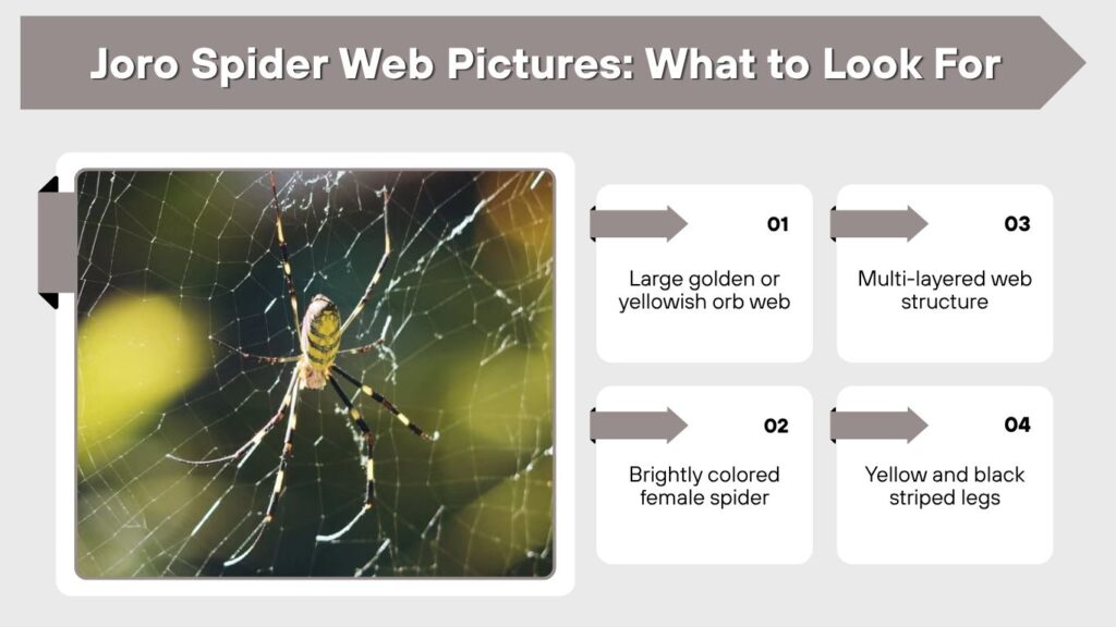 Joro Spider Web Pictures: What to Look For