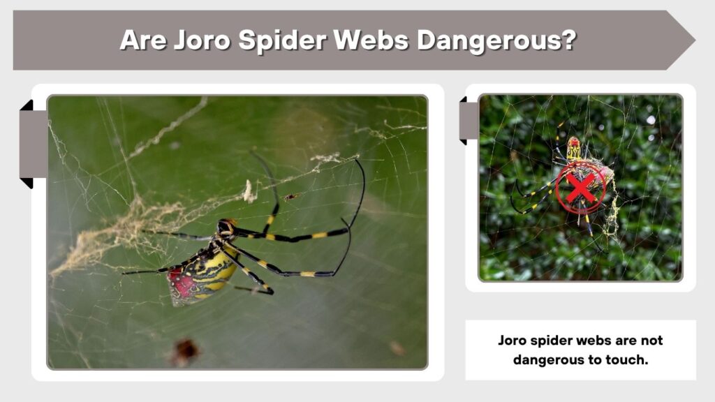 Are Joro Spider Webs Dangerous?