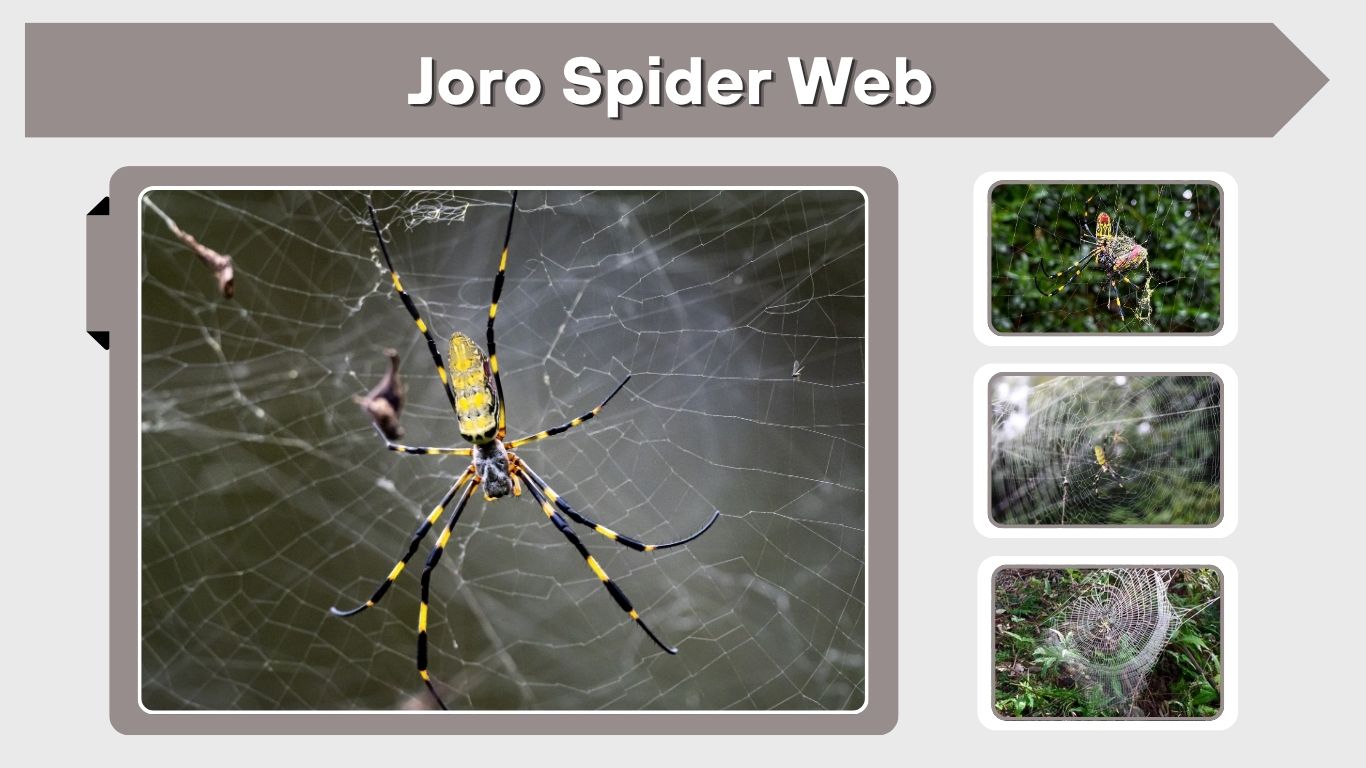 Joro Spider Web: Size, Strength, Color and Facts