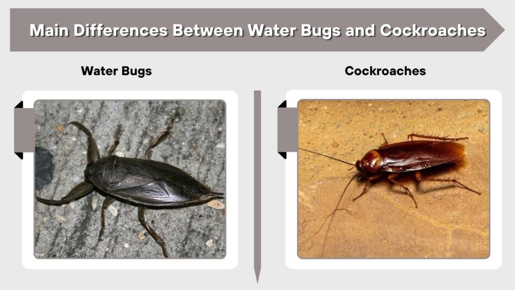Main Differences Between Water Bugs and Cockroaches