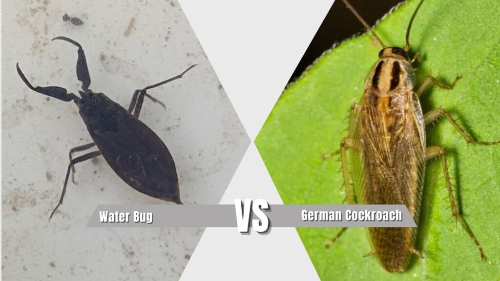Water Bug vs German Cockroach