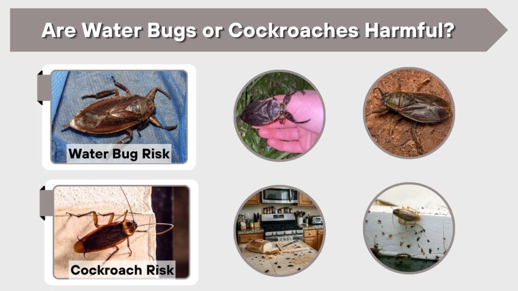 Are Water Bugs or Cockroaches Harmful?