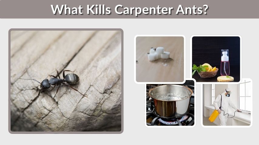 What Kills Carpenter Ants? 10 Homemade Remedies That Work