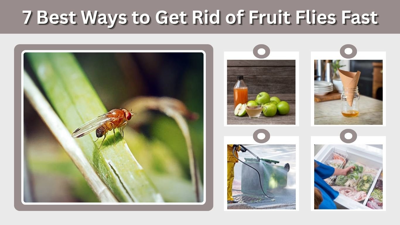 7 Best Ways to Get Rid of Fruit Flies Fast