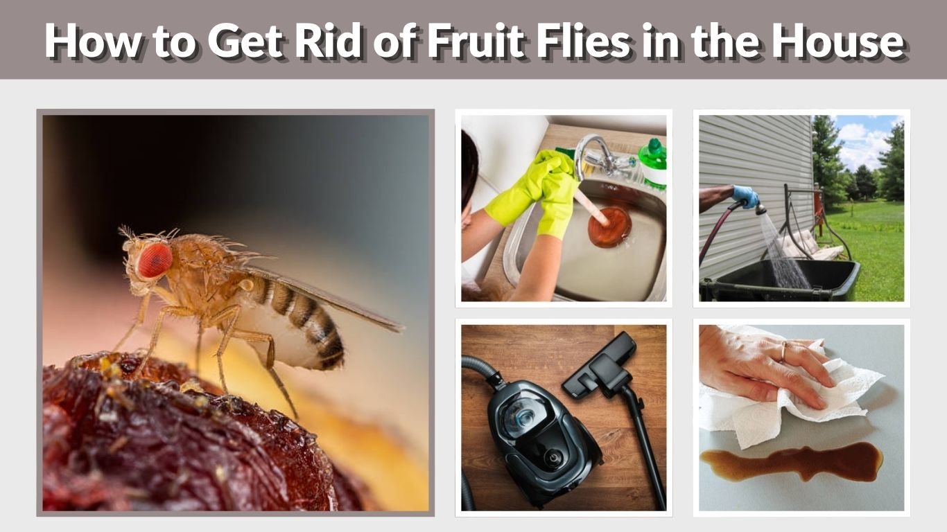 How to Get Rid of Fruit Flies in the House: Step-by-Step Guide