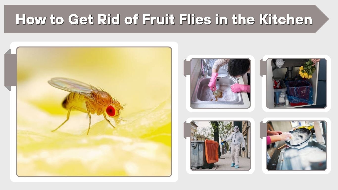 How to Get Rid of Fruit Flies in the Kitchen Fast