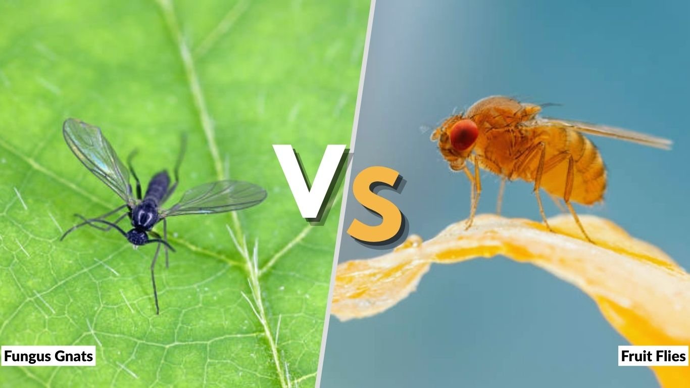 Fungus Gnats vs. Fruit Flies: Identification and Control