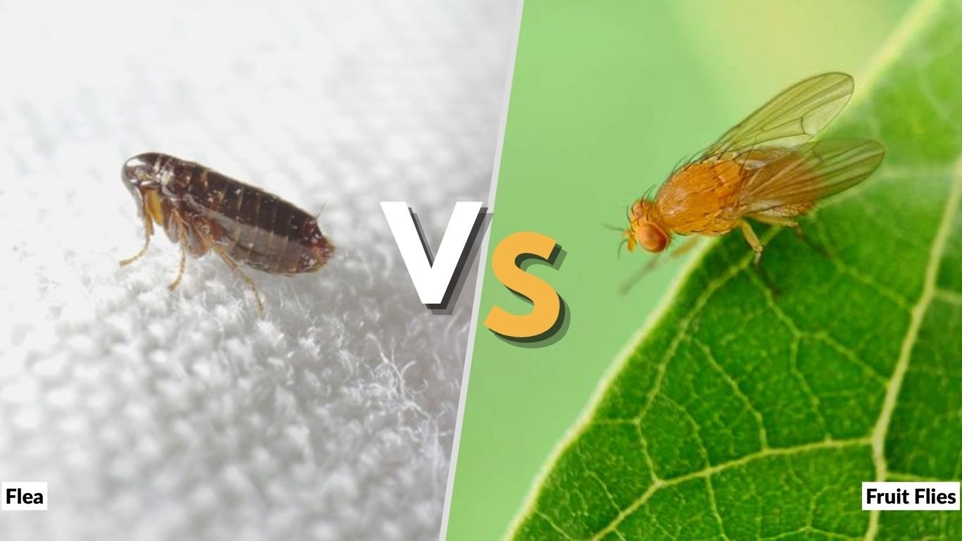 Flea vs Fruit Fly: Differences, Bites, and Control