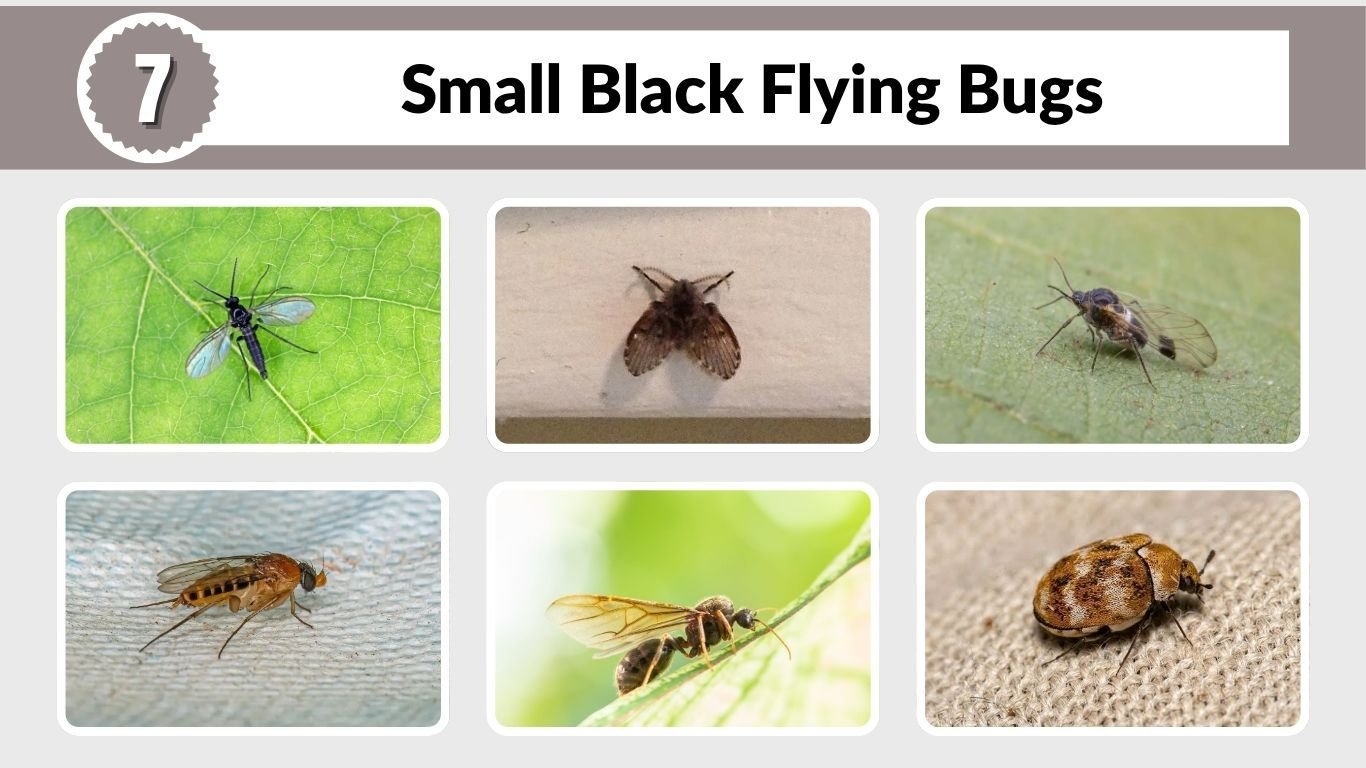7 Small Black Flying Bugs in the House That Aren’t Fruit Flies
