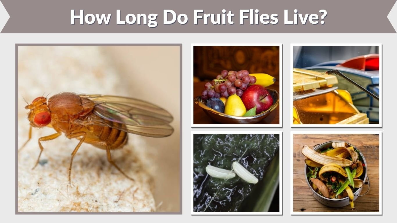 How Long Do Fruit Flies Live? Lifecycle and Lifespan
