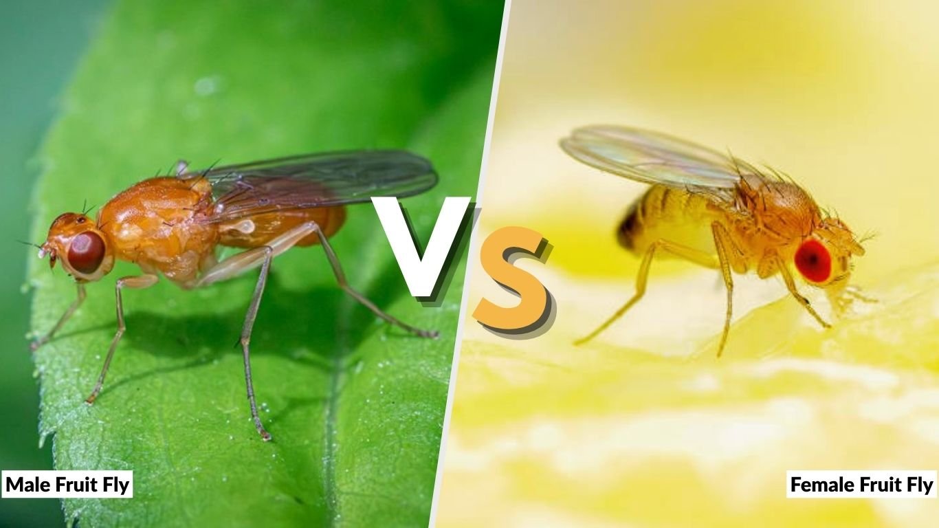 Male vs. Female Fruit Fly: How to Tell Them Apart