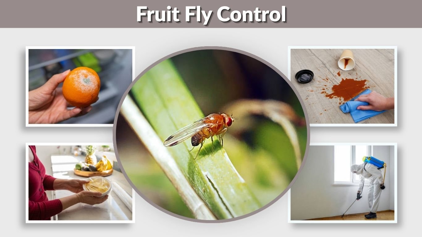 Fruit Fly Control: How to Get Rid of Fruit Flies Fast