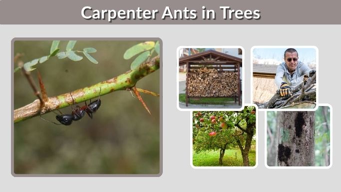 Carpenter Ants in Trees: Signs, Damage, Control & Prevention