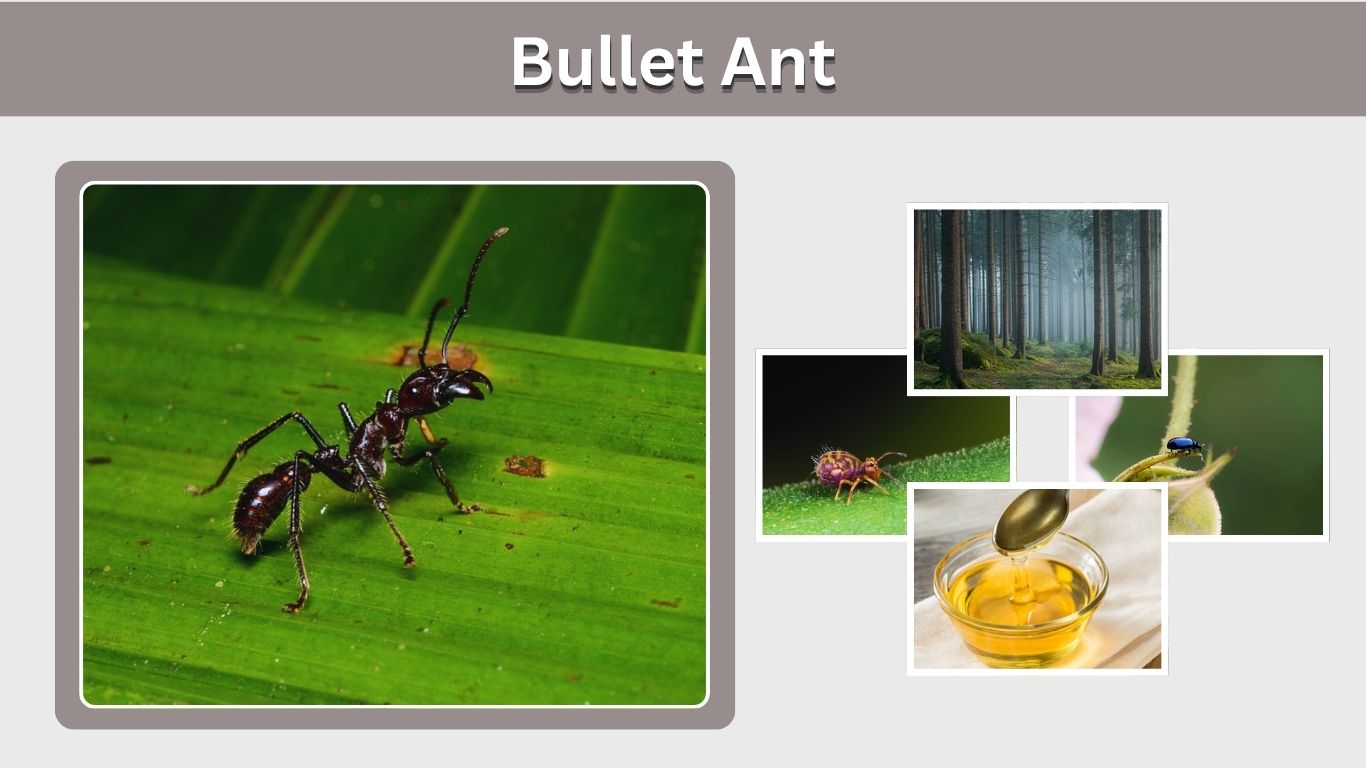 Bullet Ant: Sting, Size, Habitat, Bite Pain & Facts