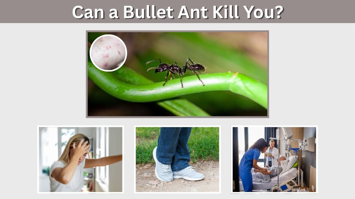 Can a Bullet Ant Kill You? Sting Danger, Pain and Risks