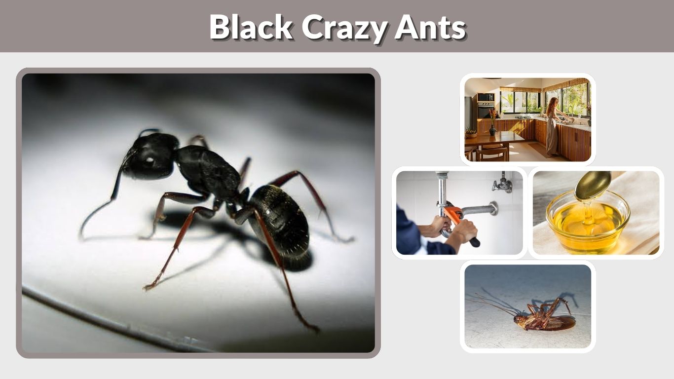 Black Crazy Ants: Identification, Bite, Diet and Control