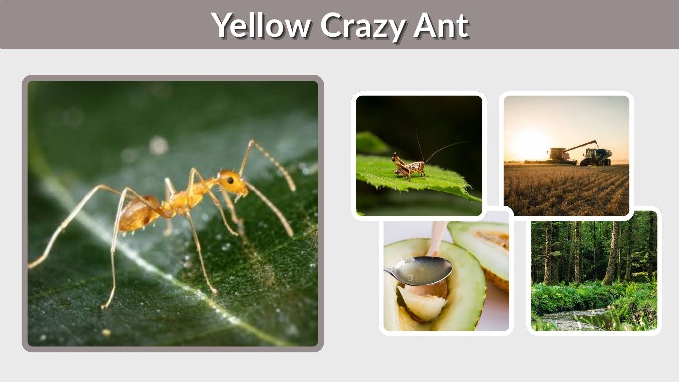 Yellow Crazy Ant: Identification, Habitat, Danger & Control