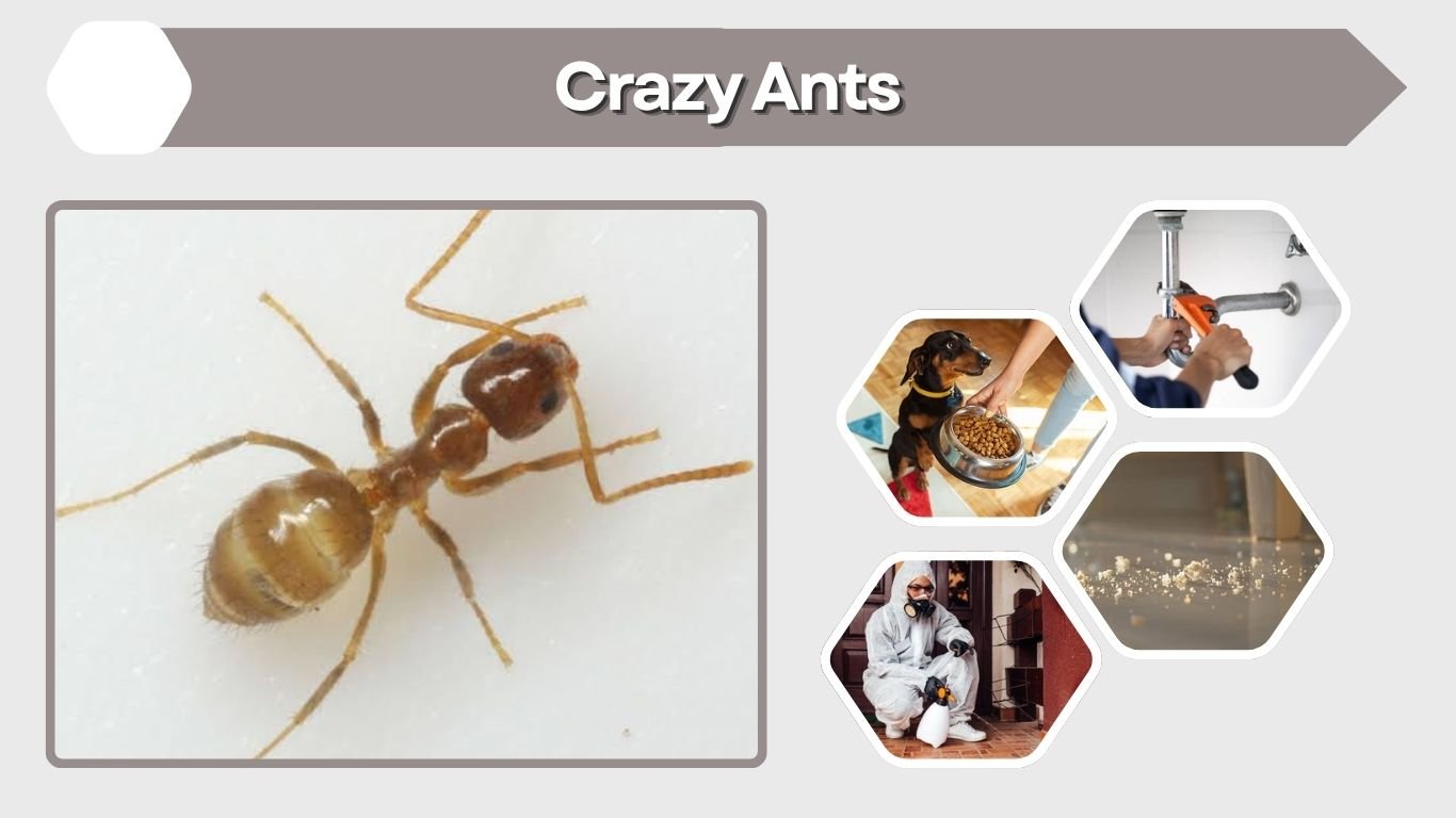 Crazy Ants: Identification, Types, Risks, and Control