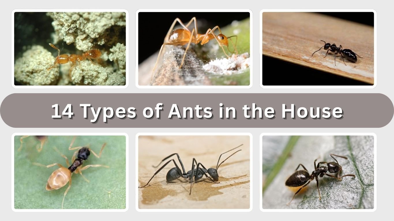14 Types of Ants in the House: Identification with Pictures