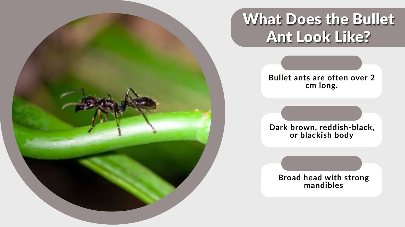 What Does the Bullet Ant Look Like? Identification Guide