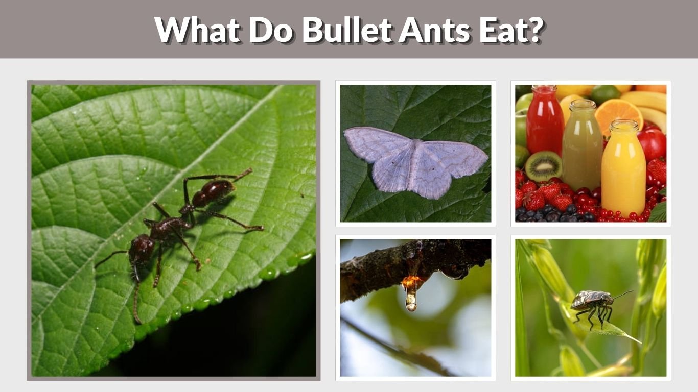 What Do Bullet Ants Eat? 10 Foods in Their Diet