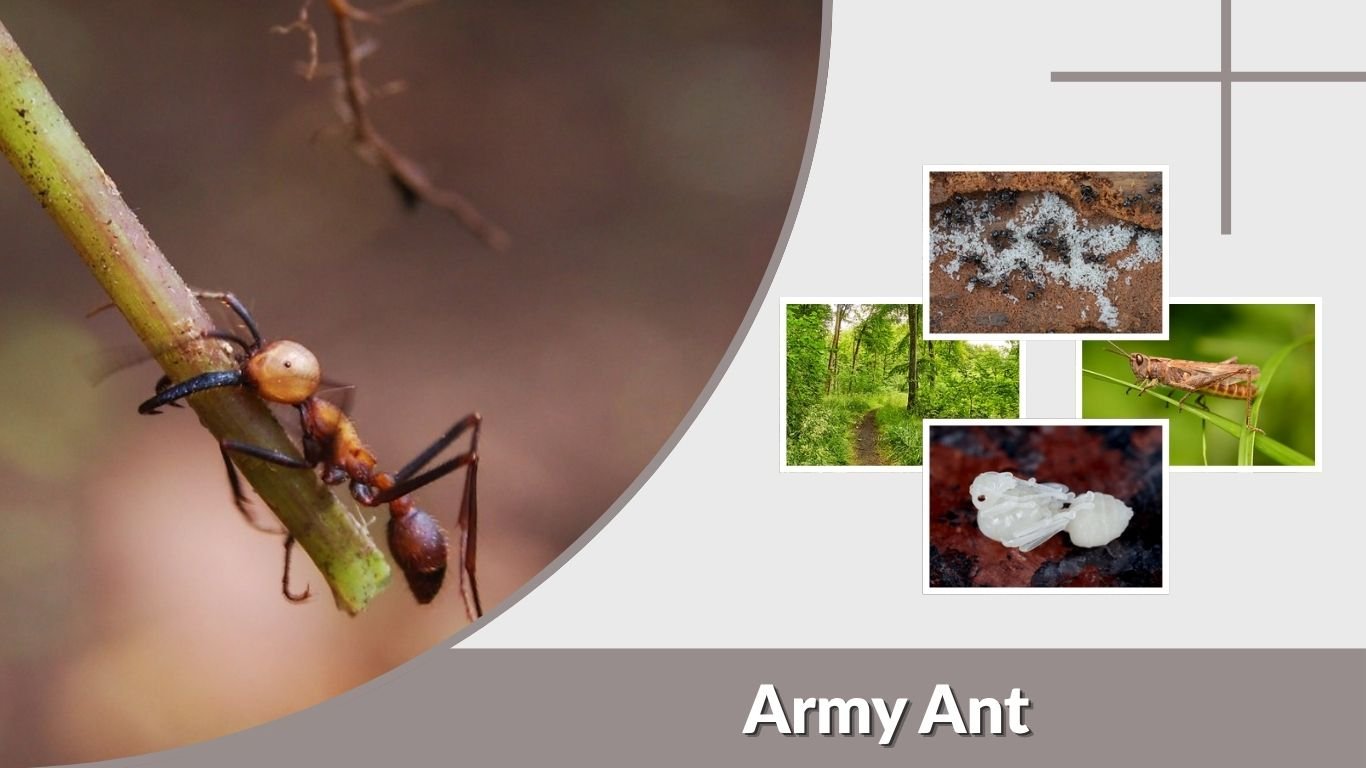Army Ant: Size, Color, Habitat, Diet, Life Cycle and Facts