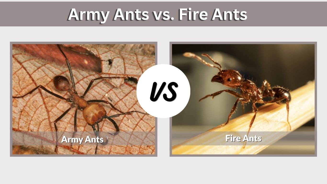 Army Ants vs. Fire Ants: Differences and Who Would Win