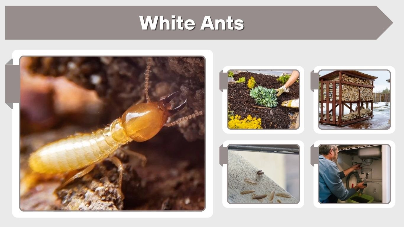 White Ants: Identification, Signs, Treatment and Control