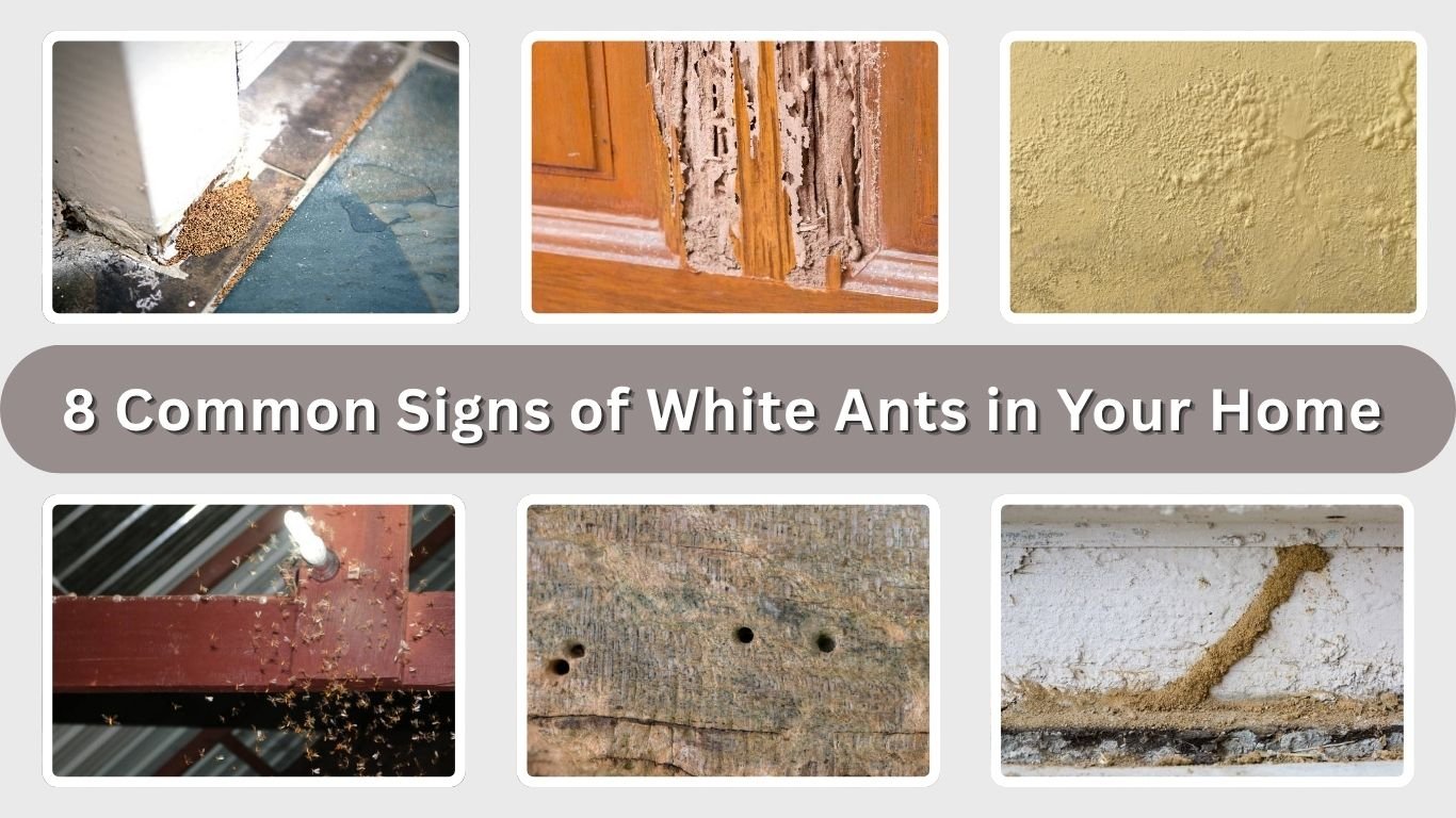 8 Common Signs of White Ants in Your Home