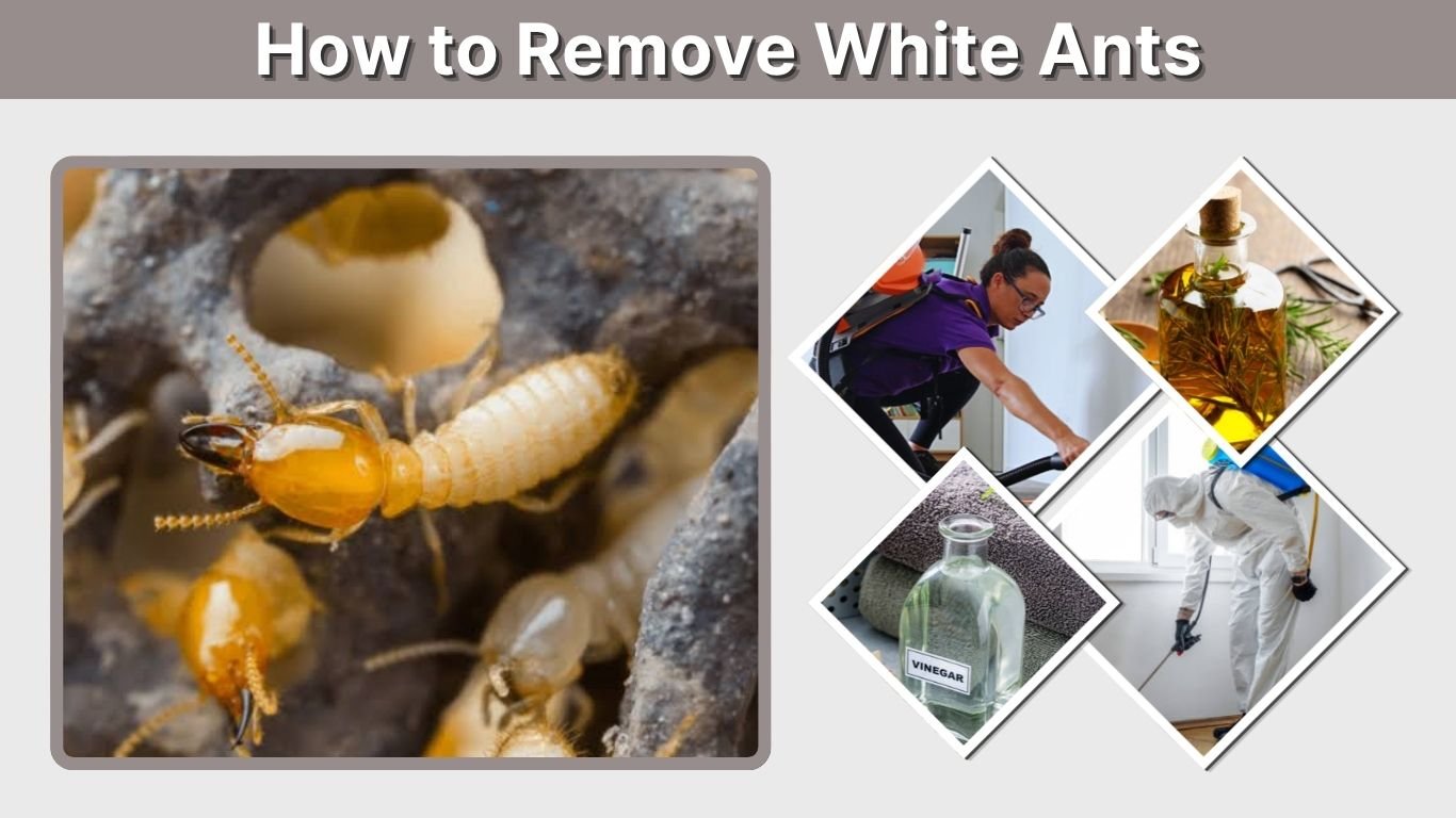 How to Remove White Ants from Your Home and Furniture