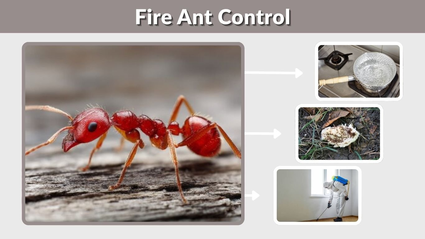 Fire Ant Control: Best Methods for Lawns and Large Yards