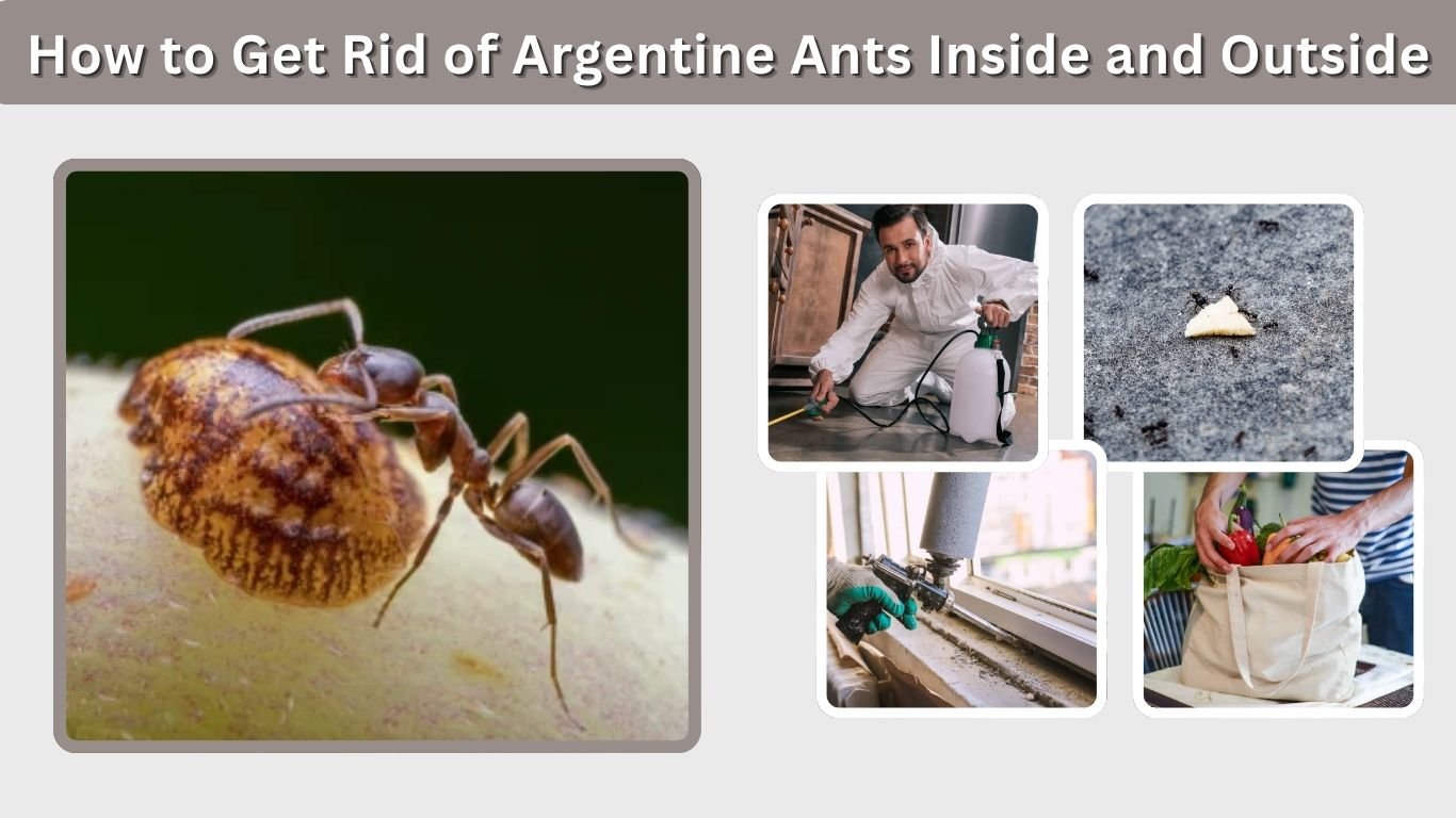 How to Get Rid of Argentine Ants Inside and Outside
