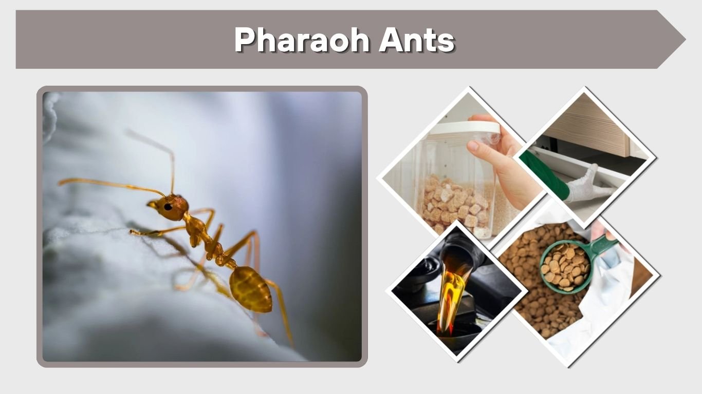 Pharaoh Ants: What They Are, Health Risks, and Getting Rid of Them