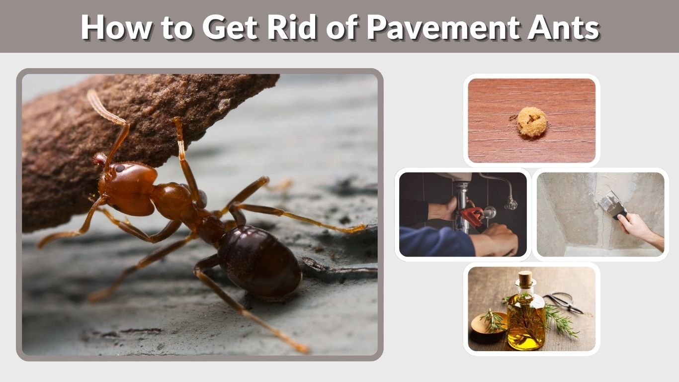 How to Get Rid of Pavement Ants Inside and Outside