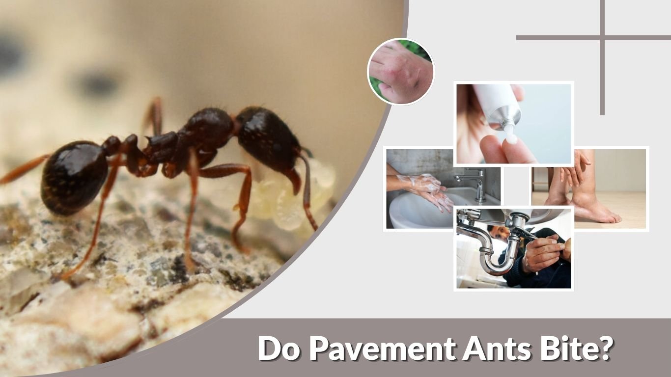Do Pavement Ants Bite? Symptoms, Appearance and Treatment