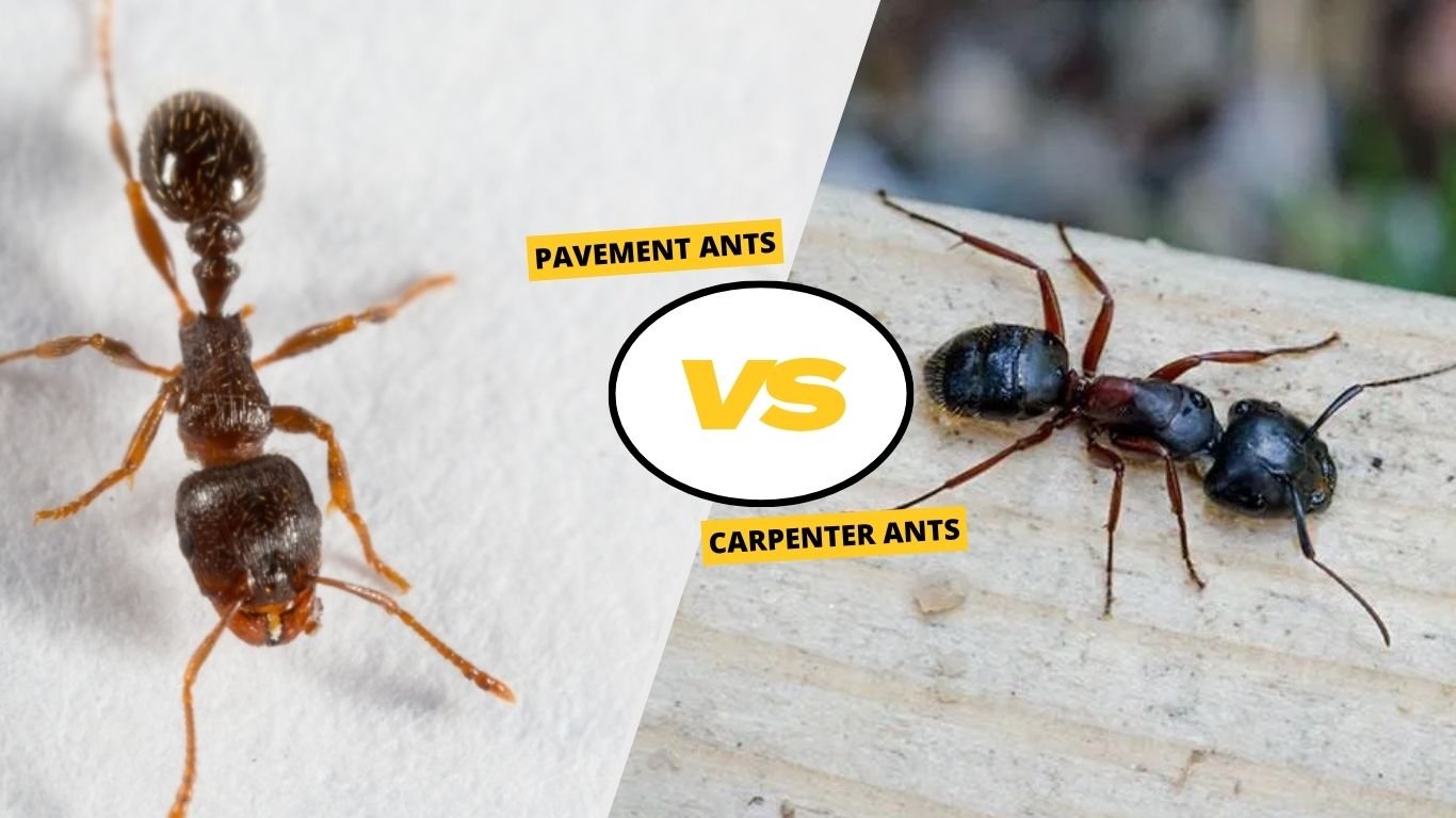 Pavement Ants vs Carpenter Ants: How to Tell Them Apart