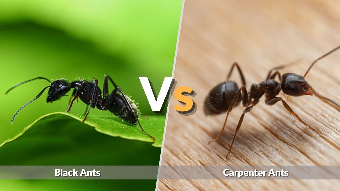 Black Ants vs Carpenter Ants: How to Tell Them Apart