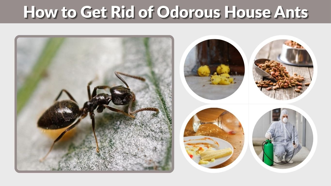 How to Get Rid of Odorous House Ants for Good