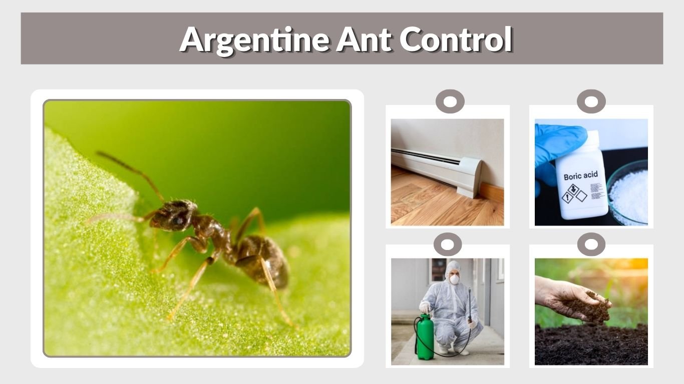 Argentine Ant Control: How to Get Rid of Them