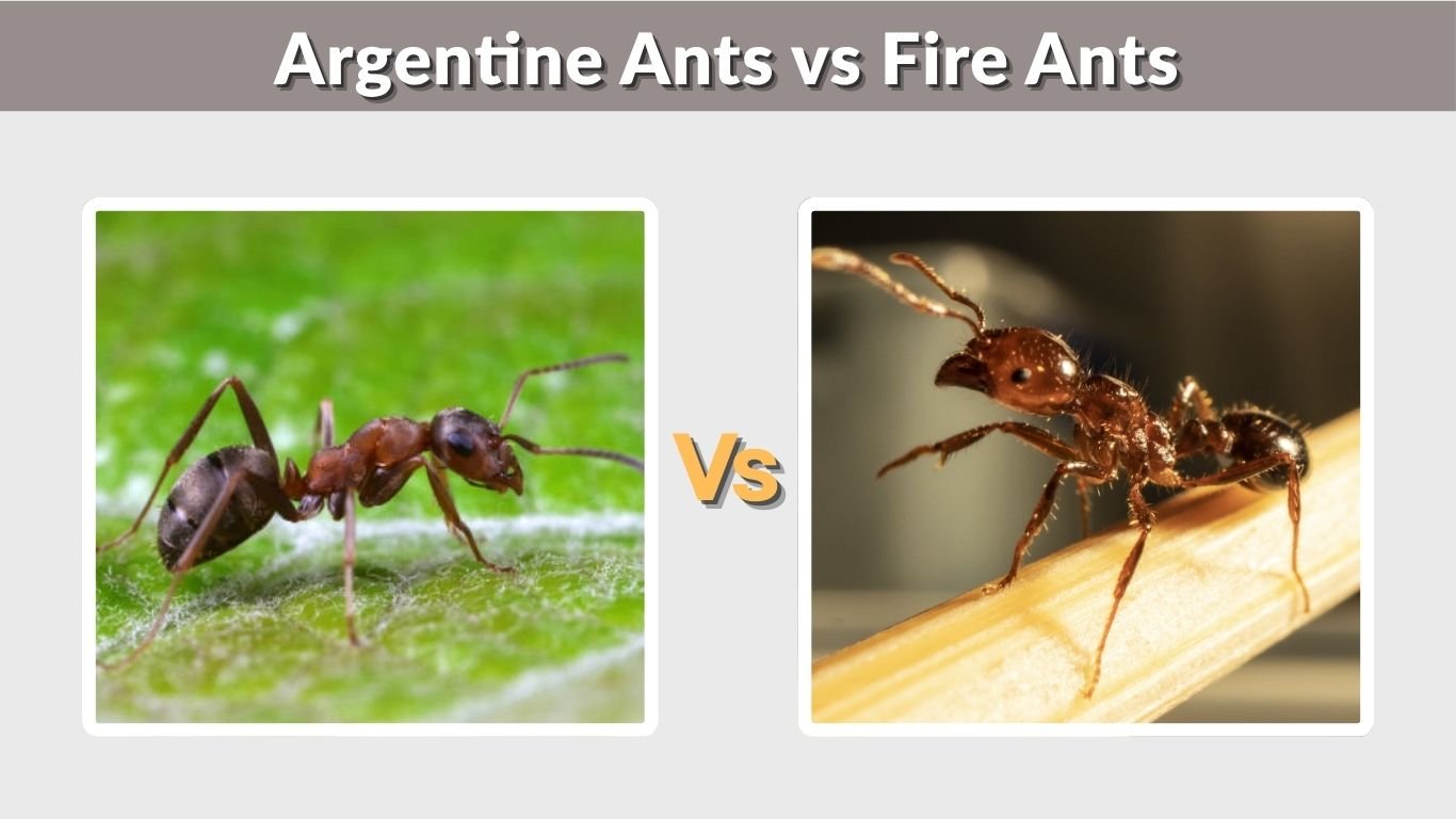 Argentine Ants vs Fire Ants: Key Differences