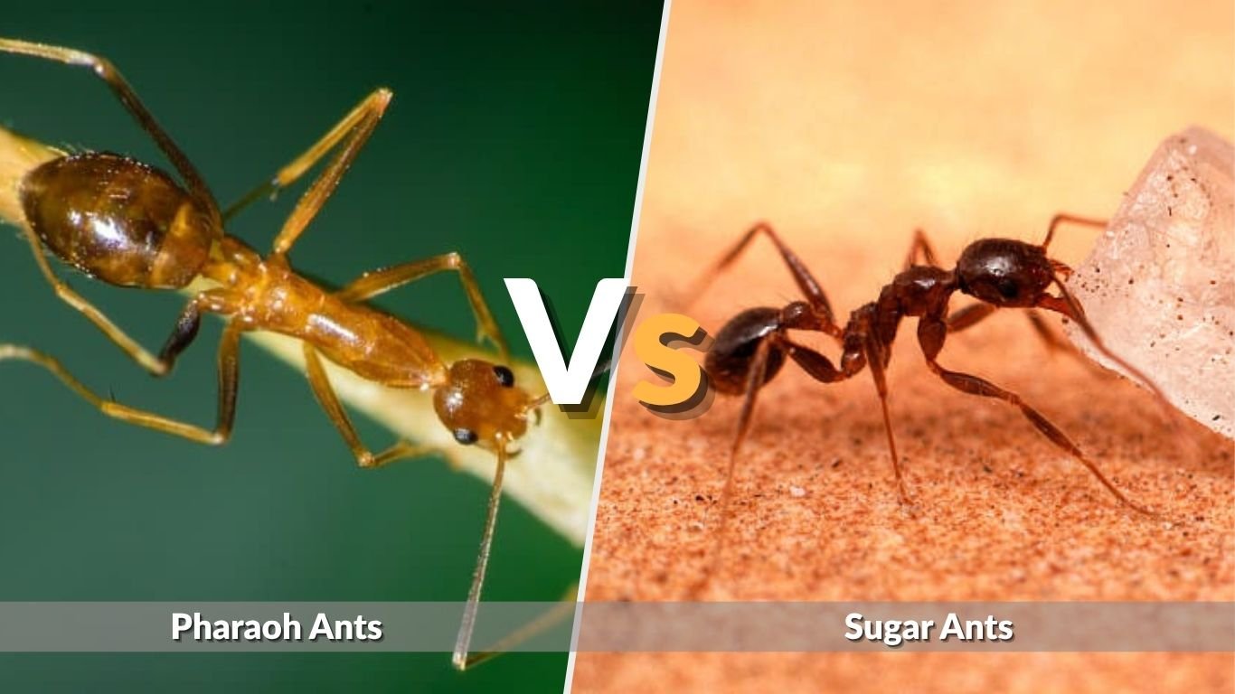 Pharaoh Ants vs Sugar Ants: Identification and Differences