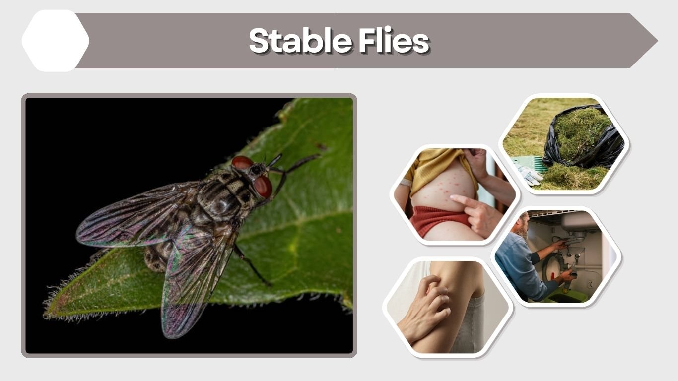 Stable Flies: Identification, Bites, Life Cycle and Control